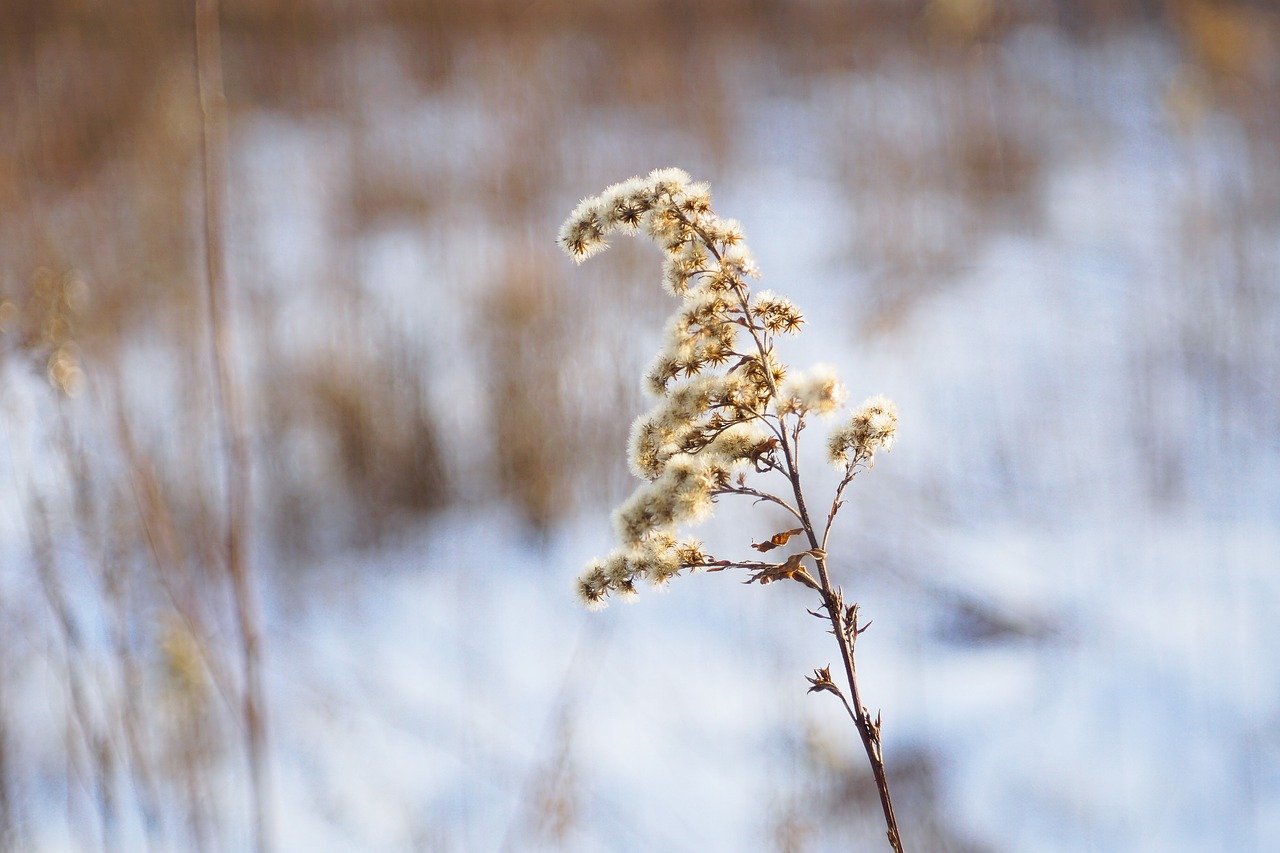 Image - solidago canadensis dry plant winter