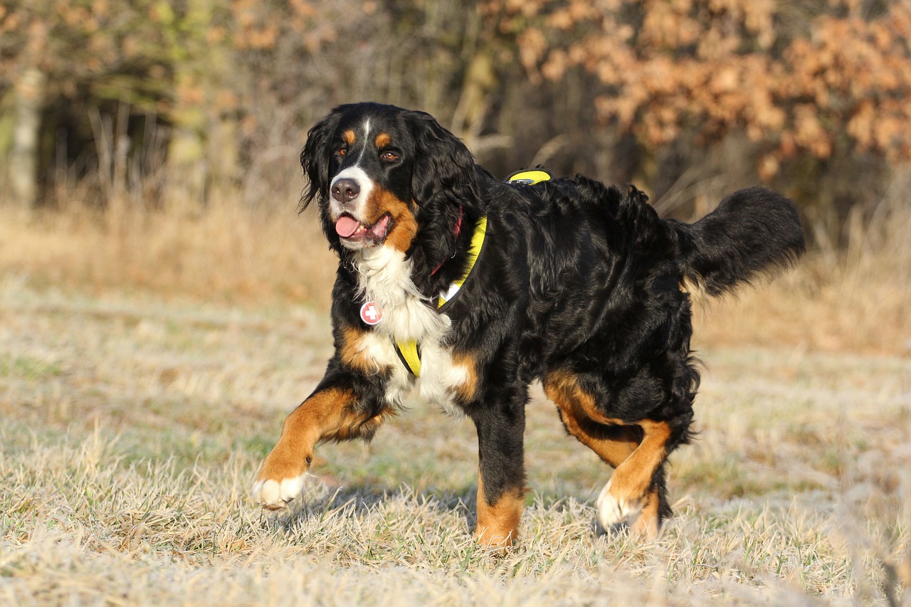 Image - bernese cattle dog bitch