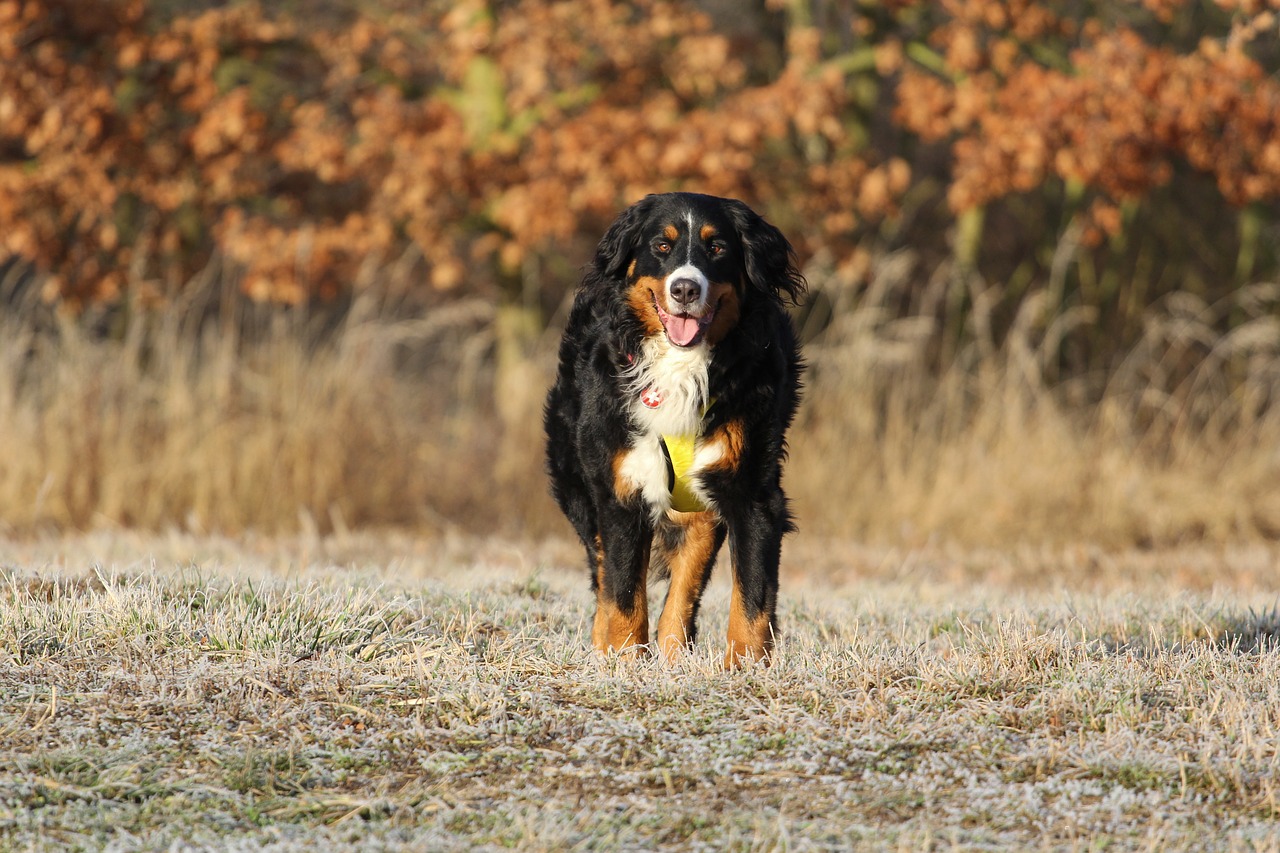 Image - bernese cattle dog bitch