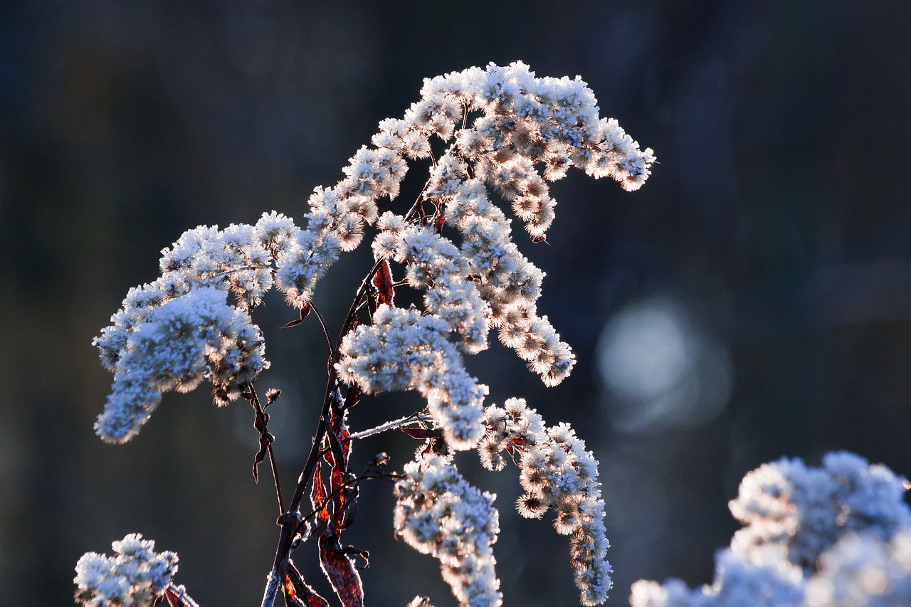 Image - hoarfrost frost winter nature