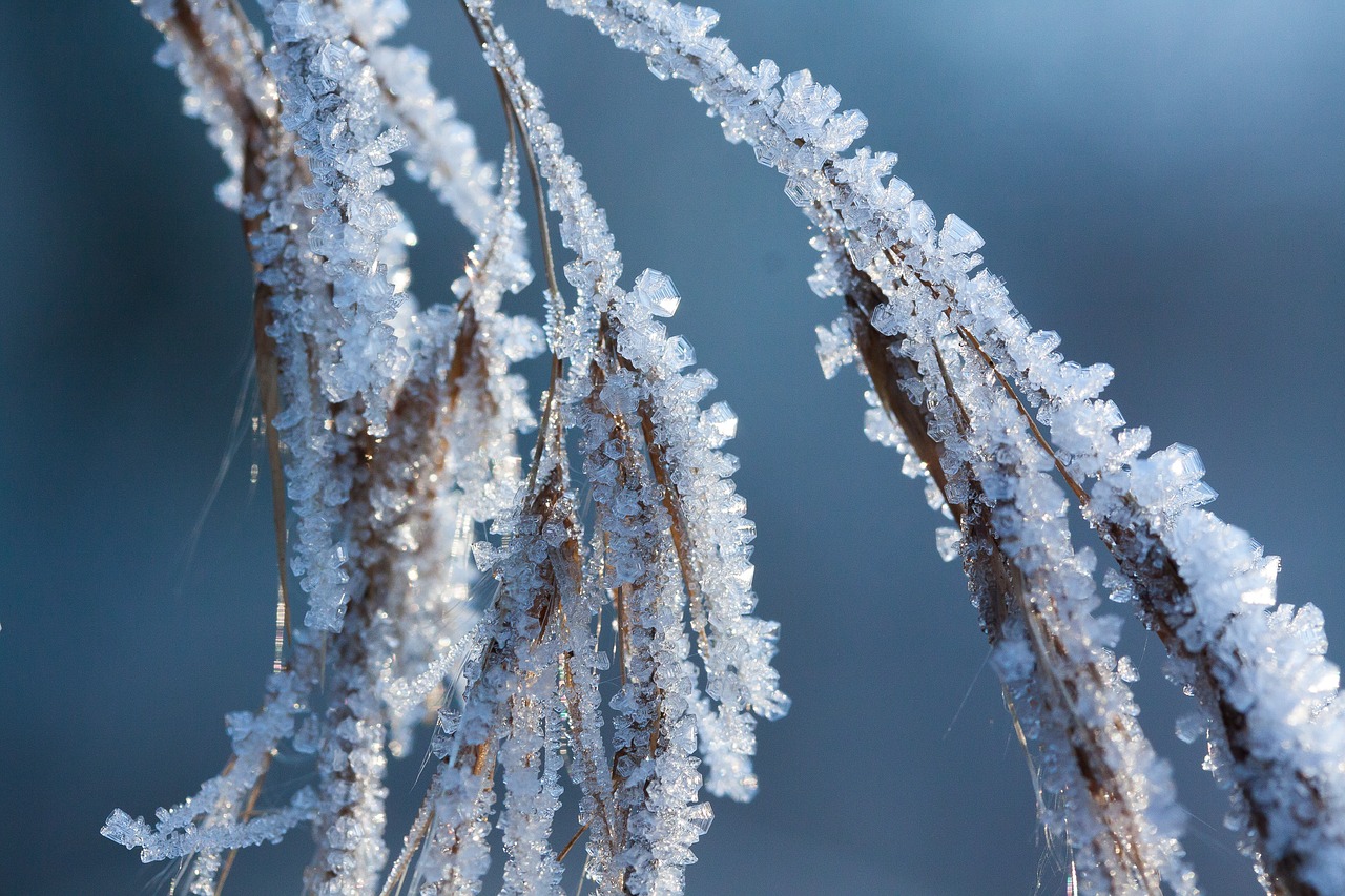 Image - hoarfrost frost winter nature