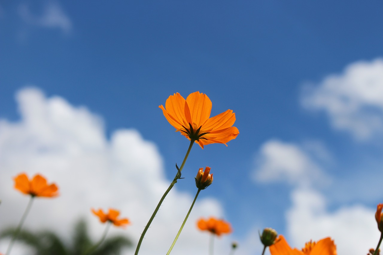 Image - kosmo yellow flower sky blue green