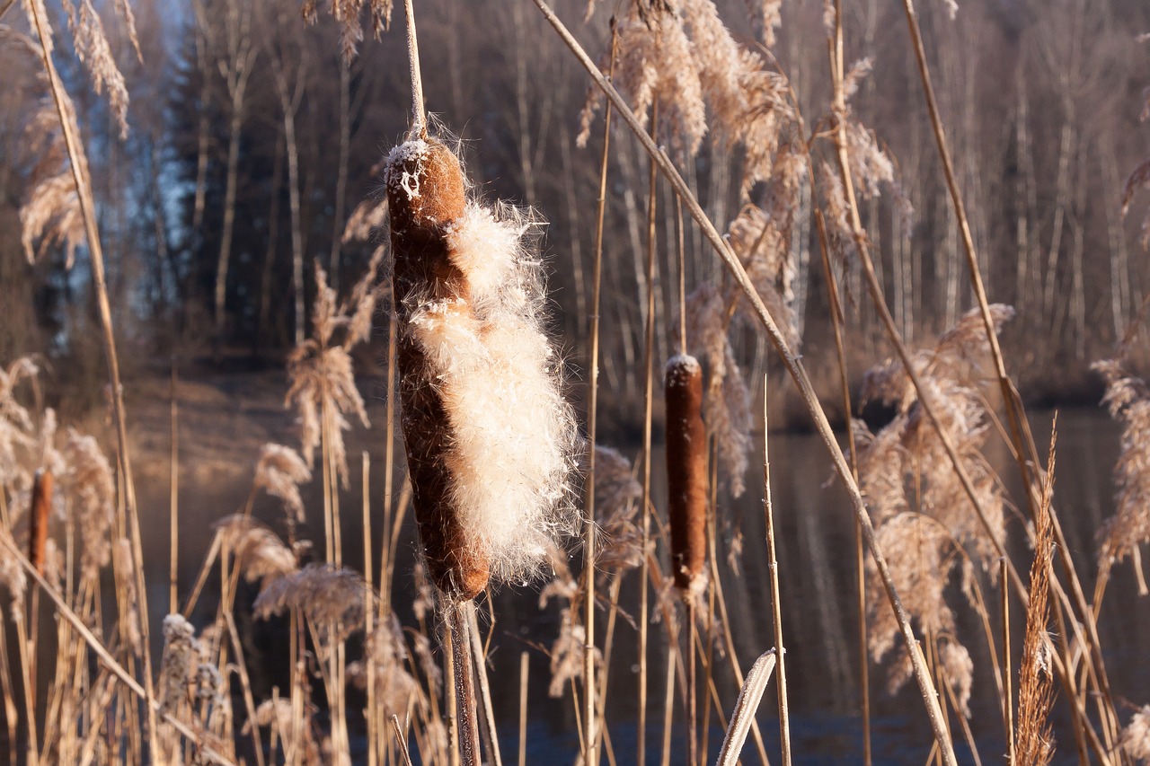 Image - cattail typha flying seeds seeds