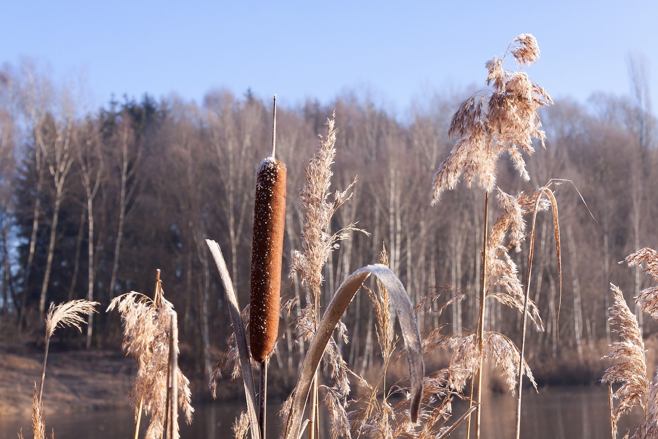 Image - cattail typha flying seeds seeds