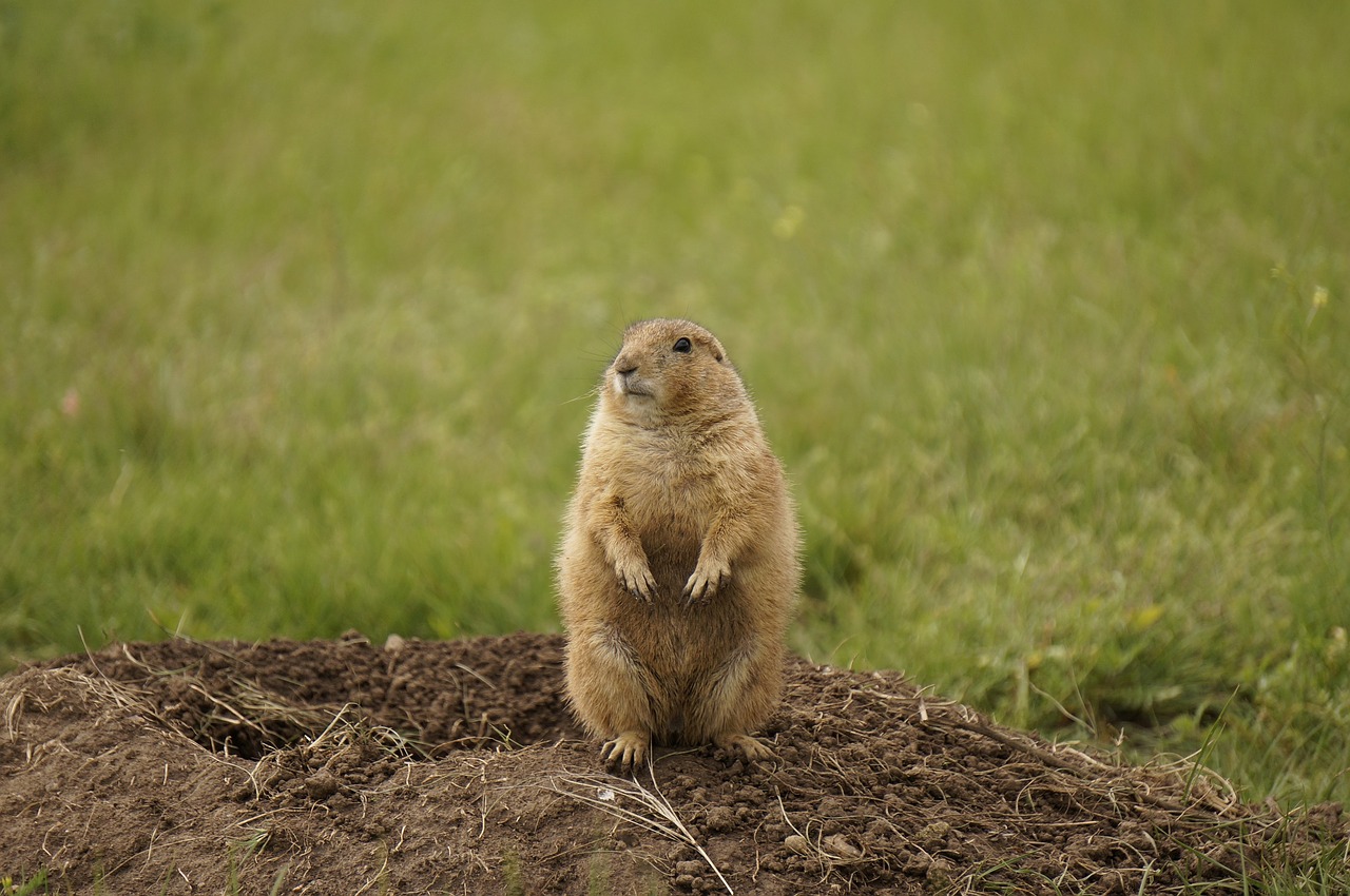 Image - black tailed prairie dog wildlife