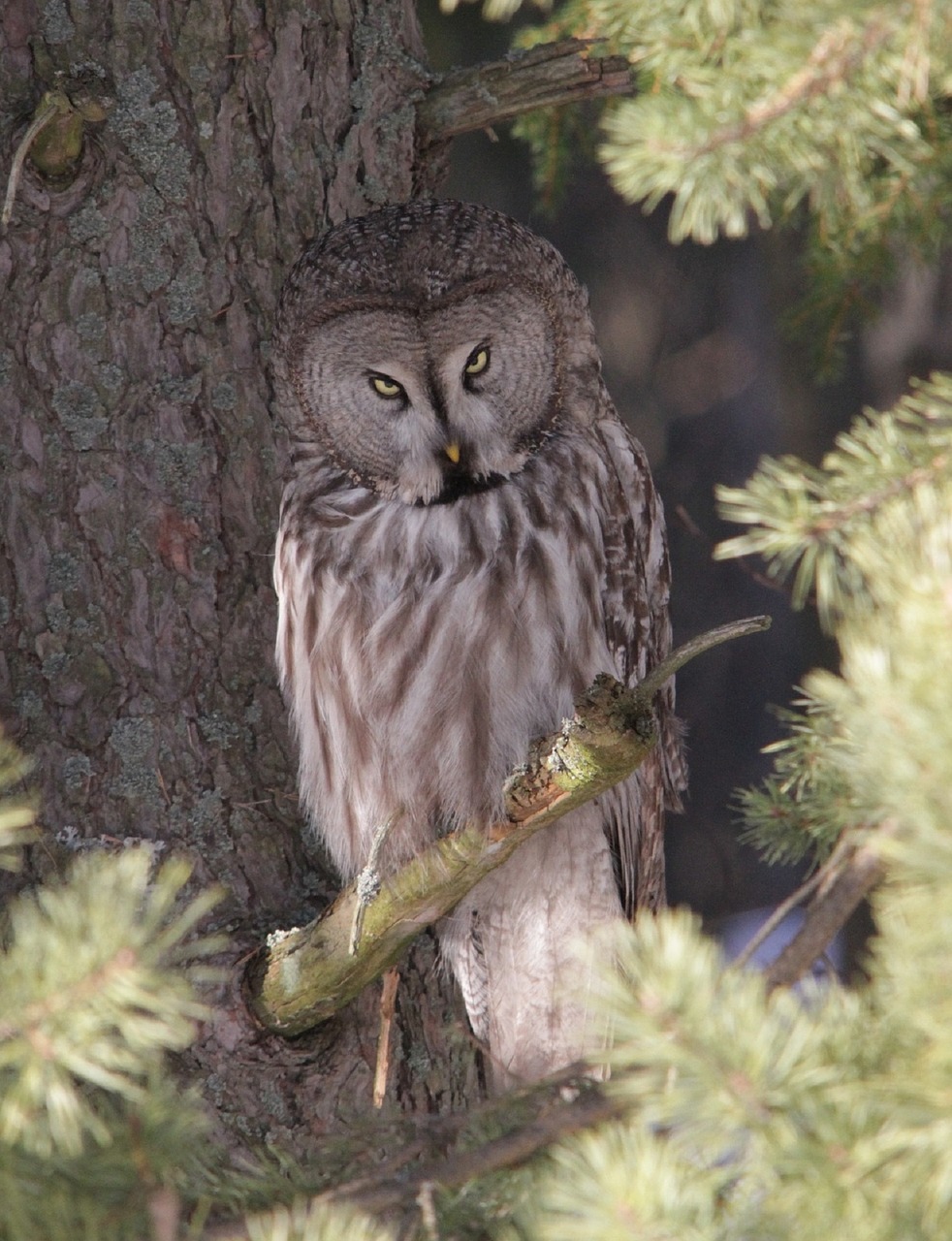 Image - great grey owl bird perched