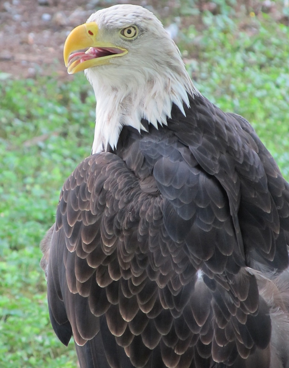 Image - bald eagle eagle raptor majestic