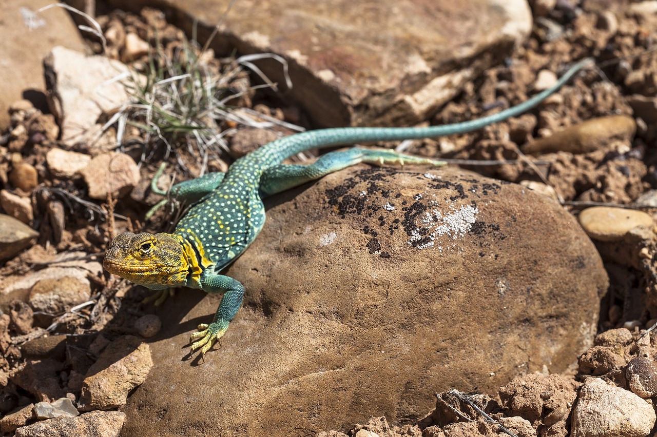 Image - collared lizard reptile portrait