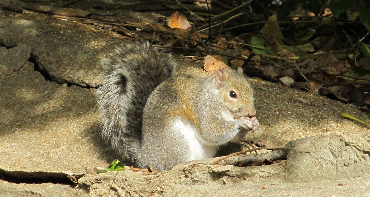 Image - squirrel common squirrel eating