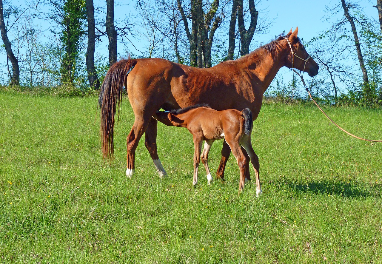Image - horse pure arab blood