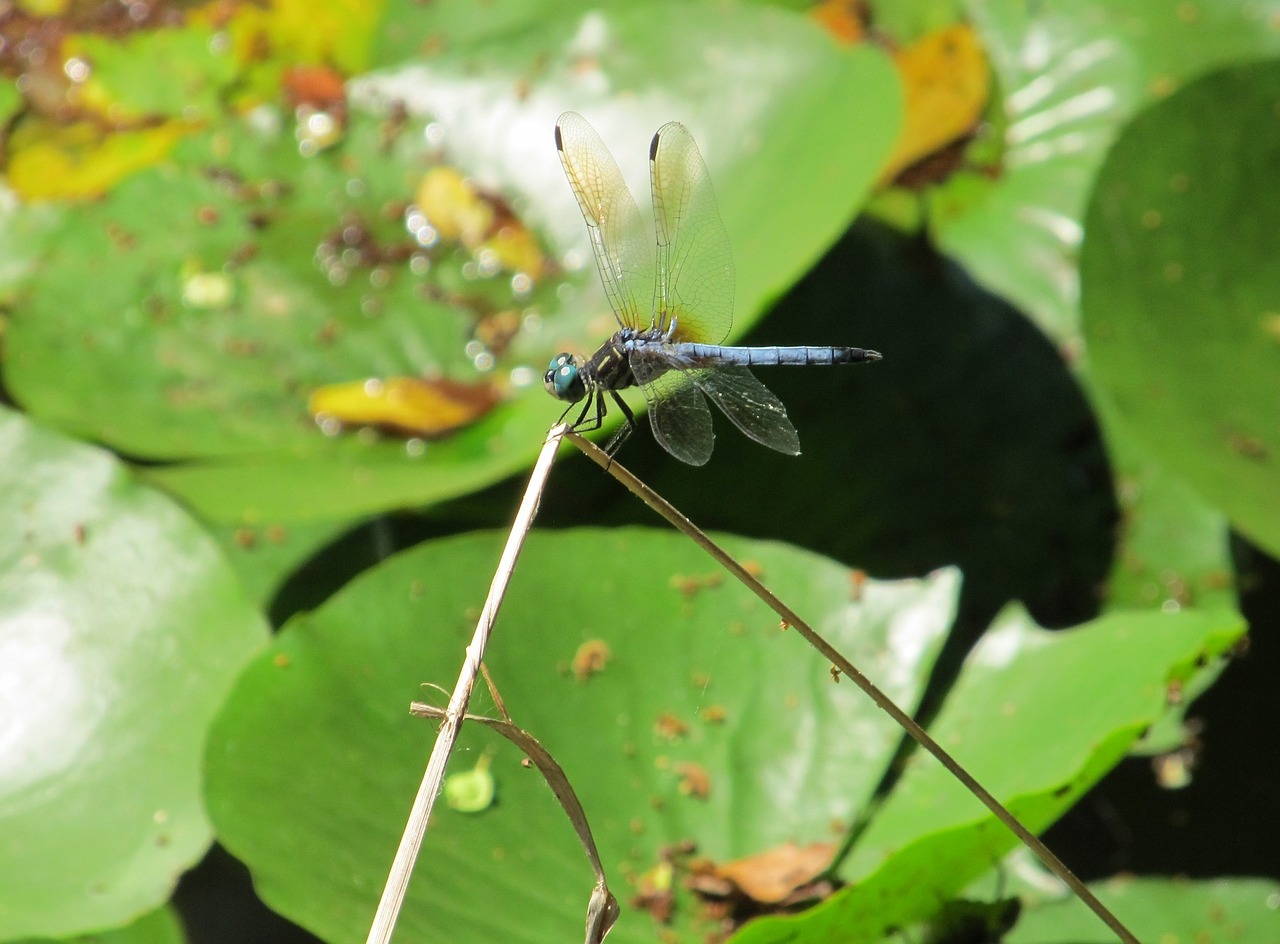 Image - dragonfly blue eyed darner insect