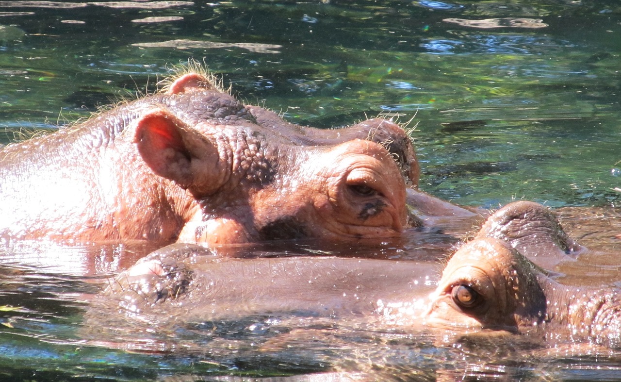 Image - hippopotamus hippos portrait water