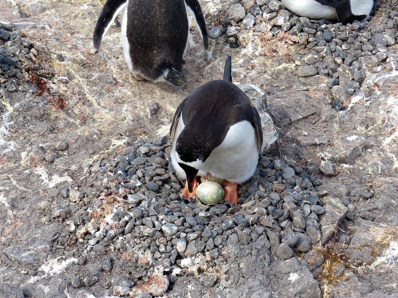 Image - antarctica penguin shetlands egg