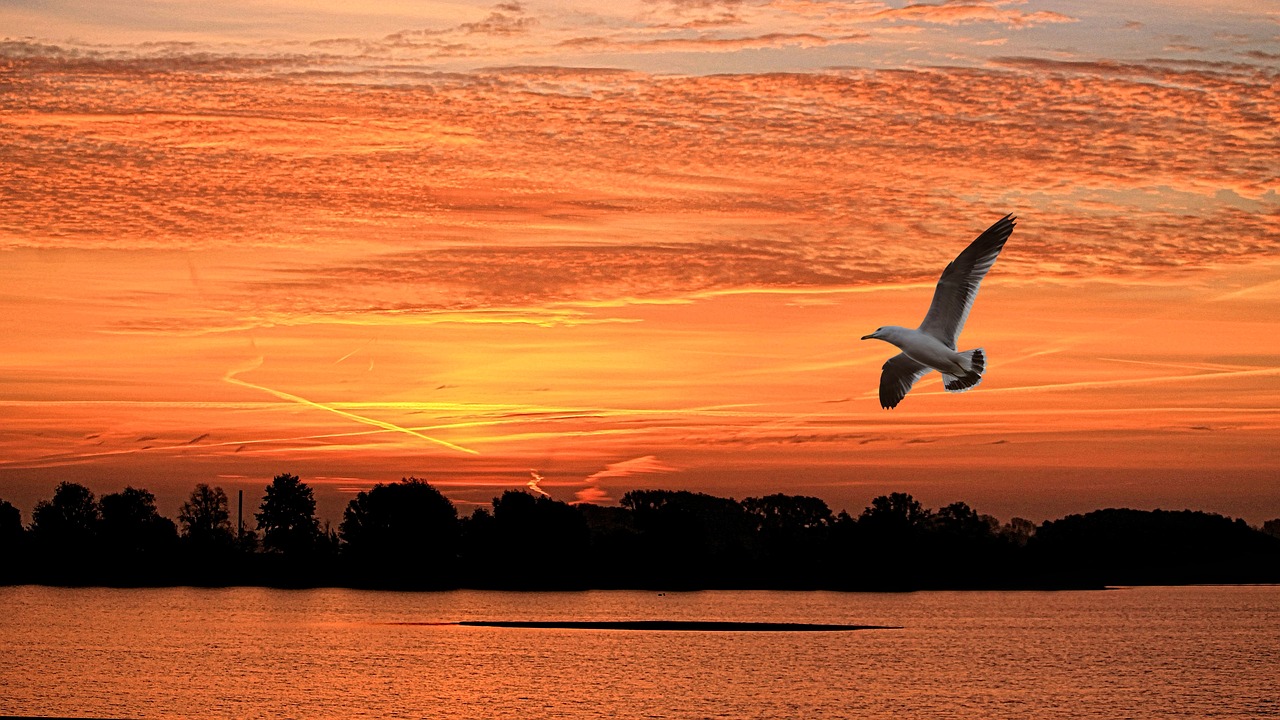 Image - landscape sunset bird seagull