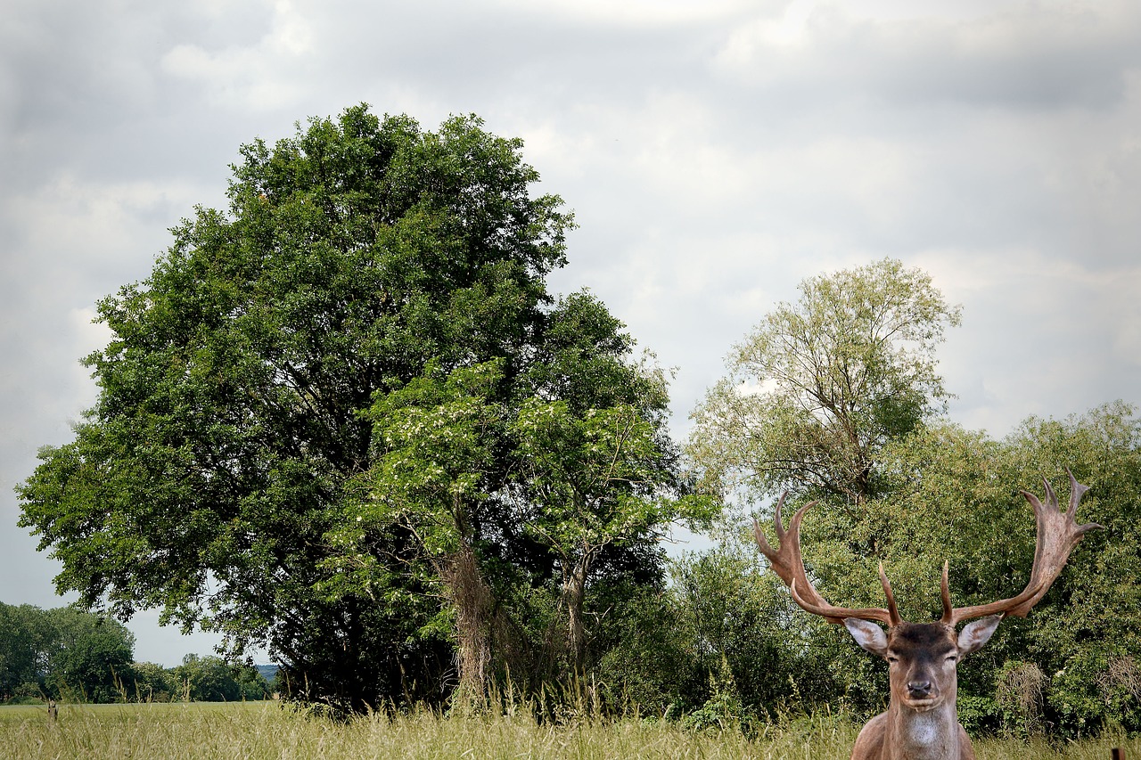 Image - landscape trees hirsch fallow deer