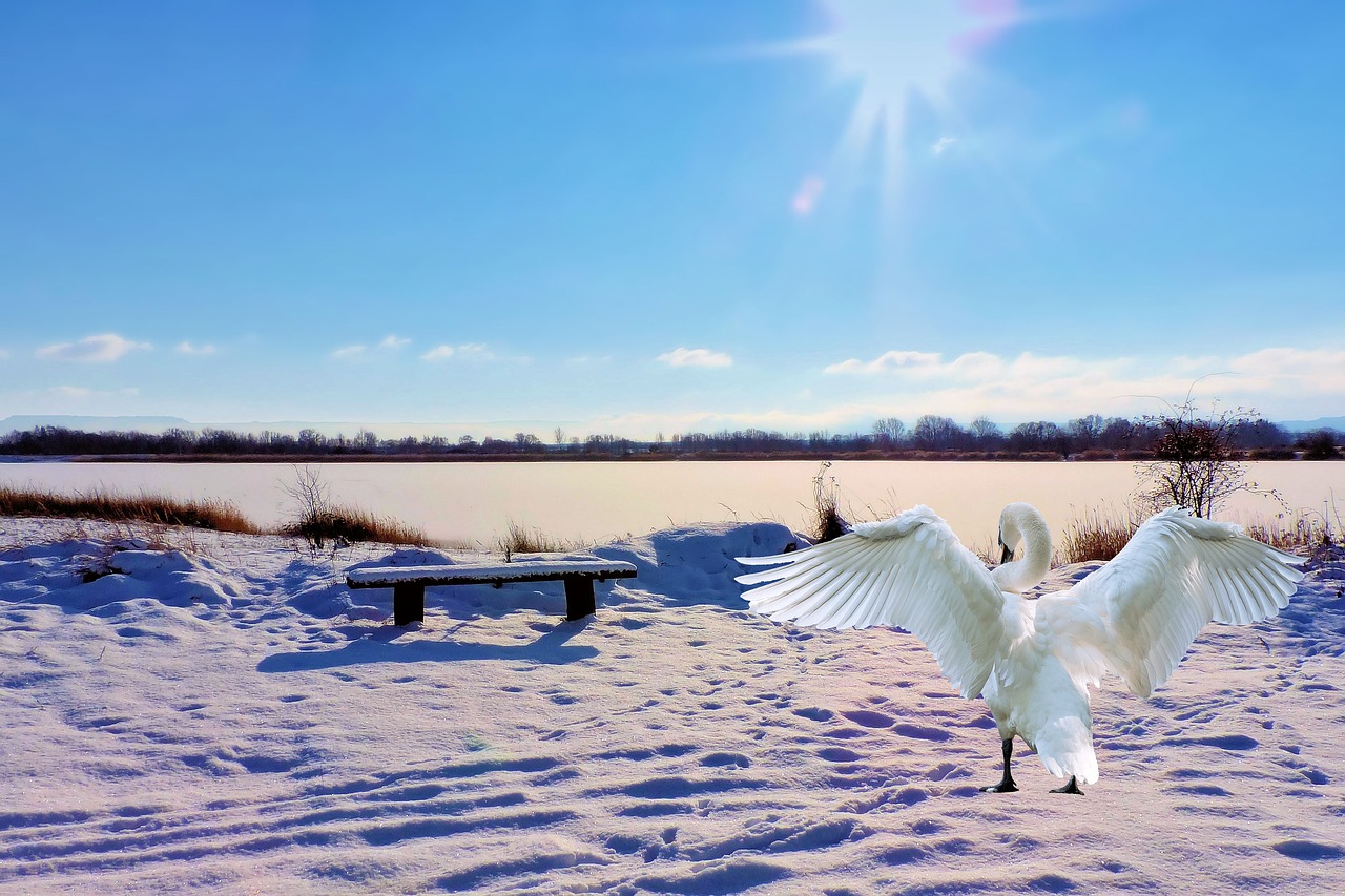 Image - landscape winter lake bank swan