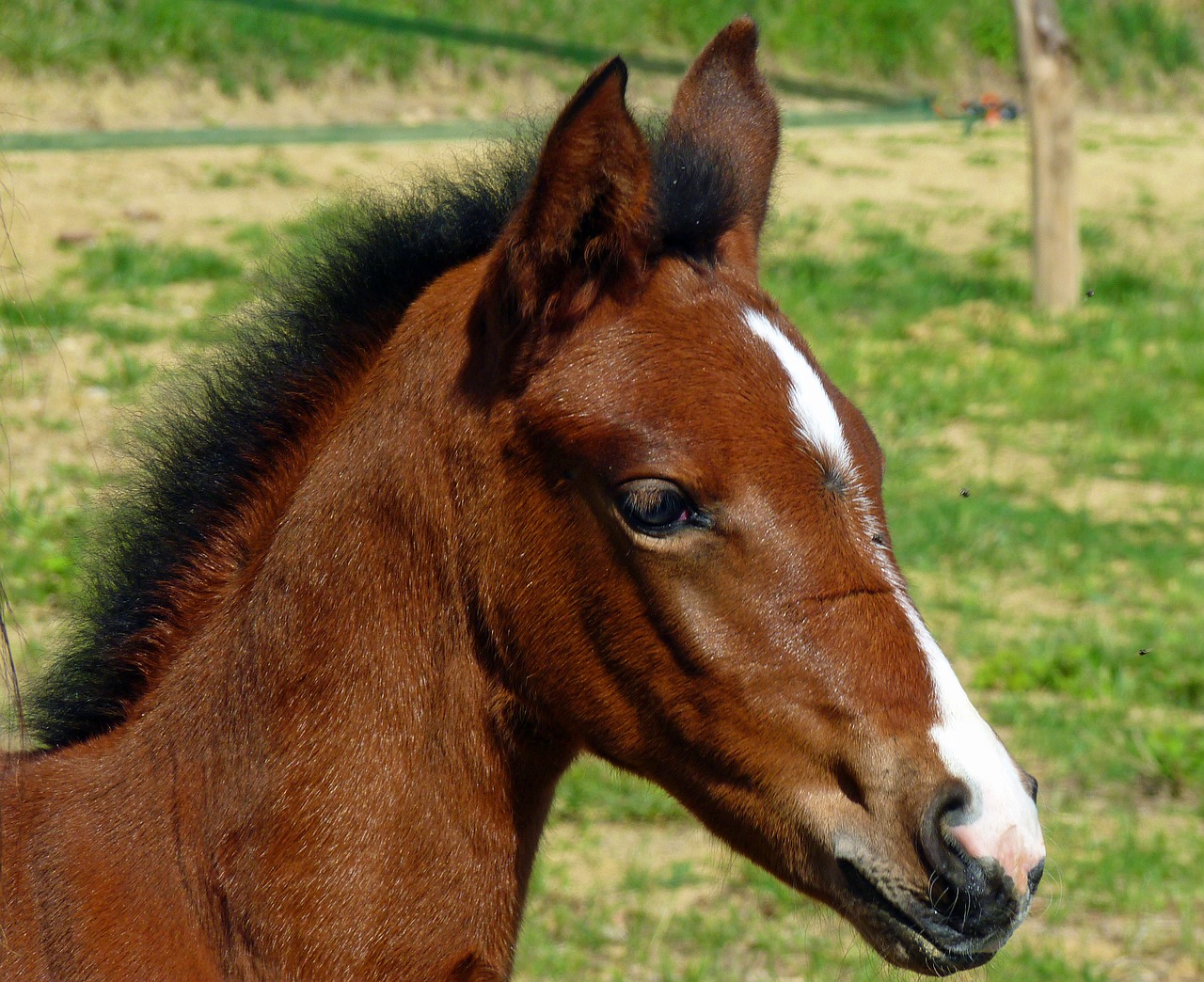 Image - horse pure arab blood