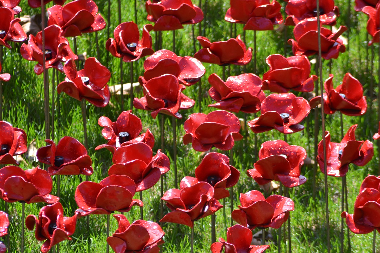 Image - poppies commemoration