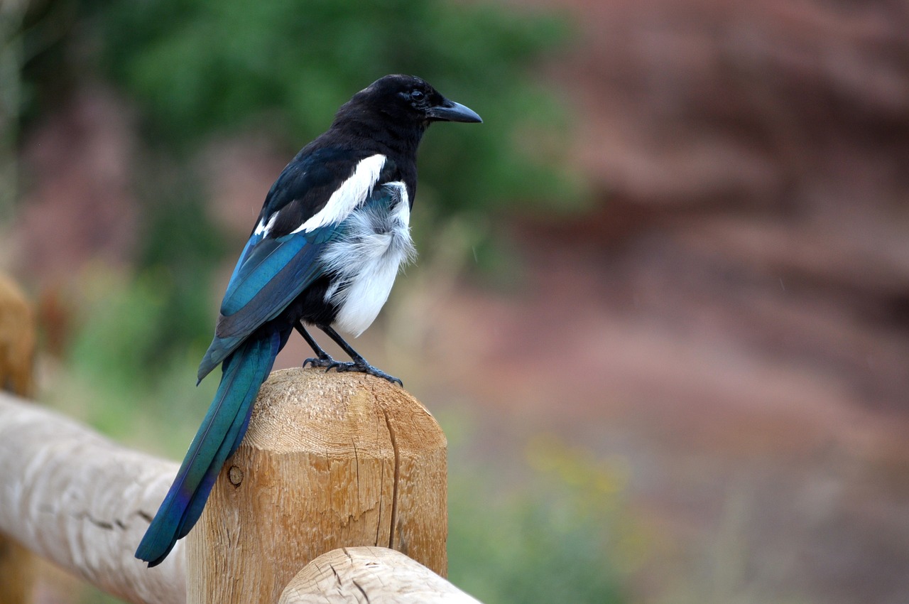 Image - magpie bird wildlife feather