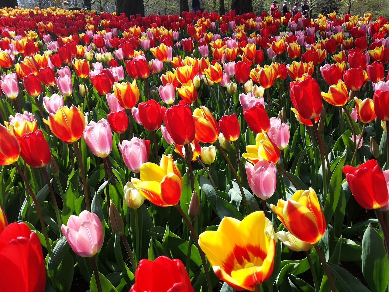 Image - keukenhof tulip bed tulip