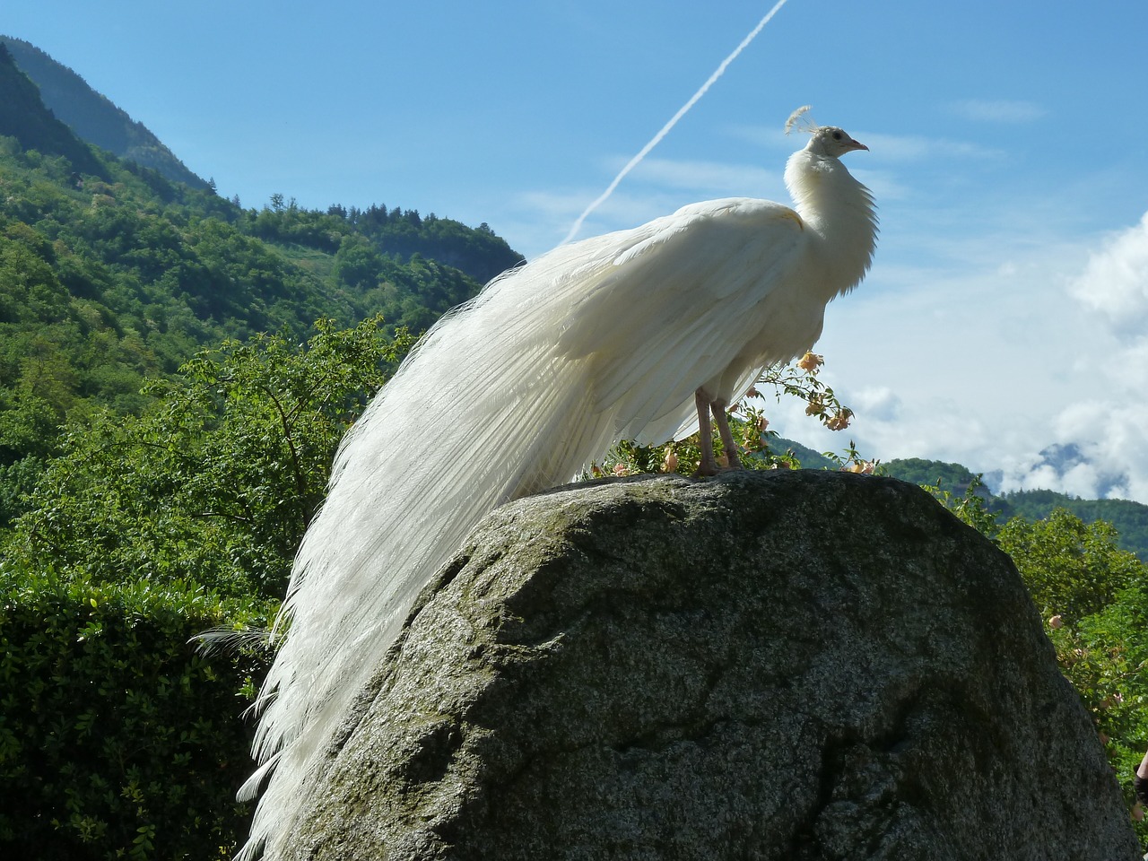 Image - white peacock peacock bird white