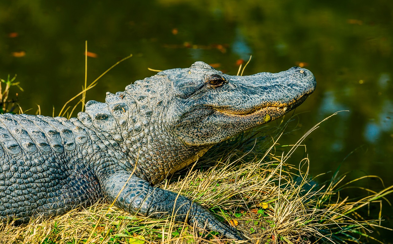 Image - alligator reptile wildlife
