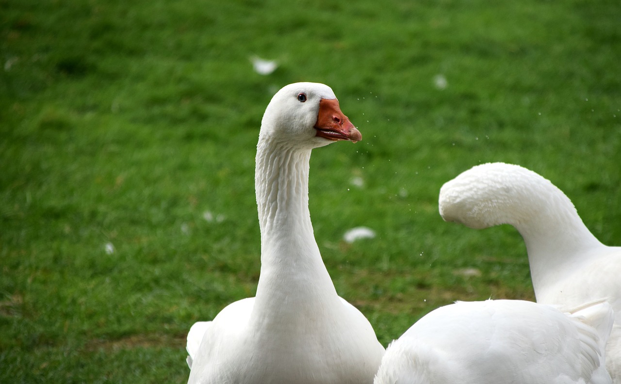 Image - geese free range bird feather