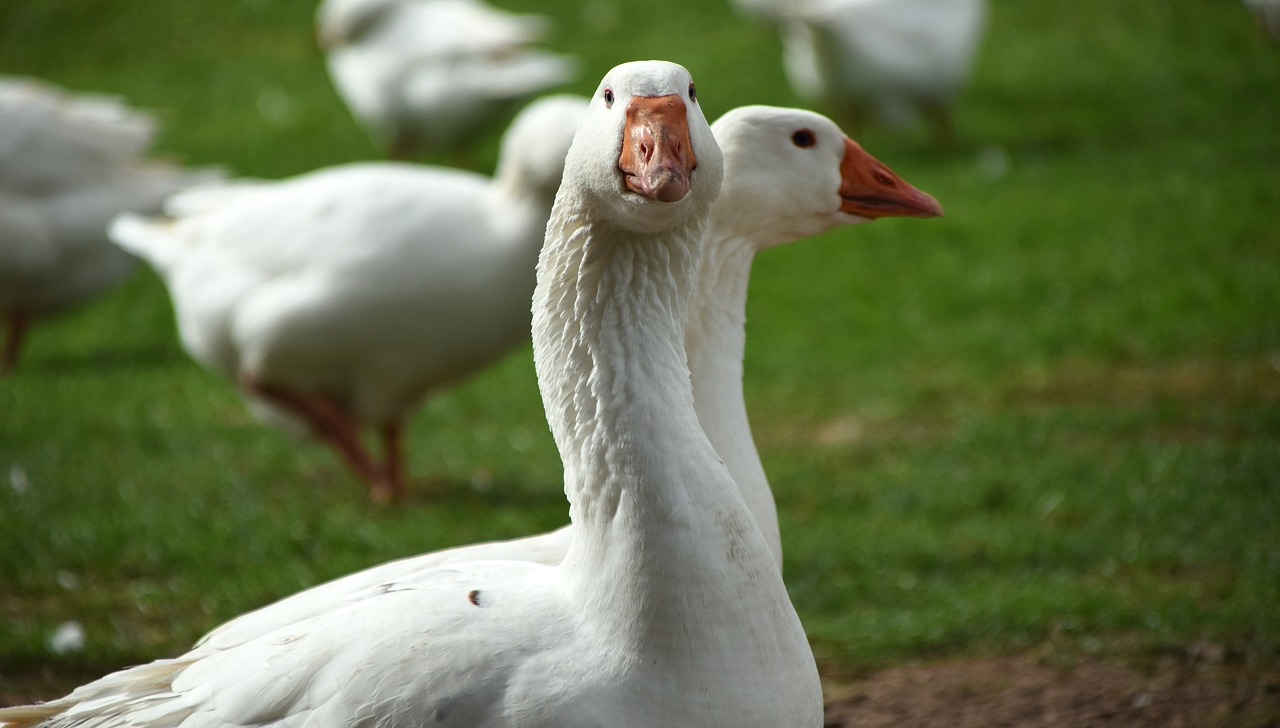 Image - geese white animal poultry