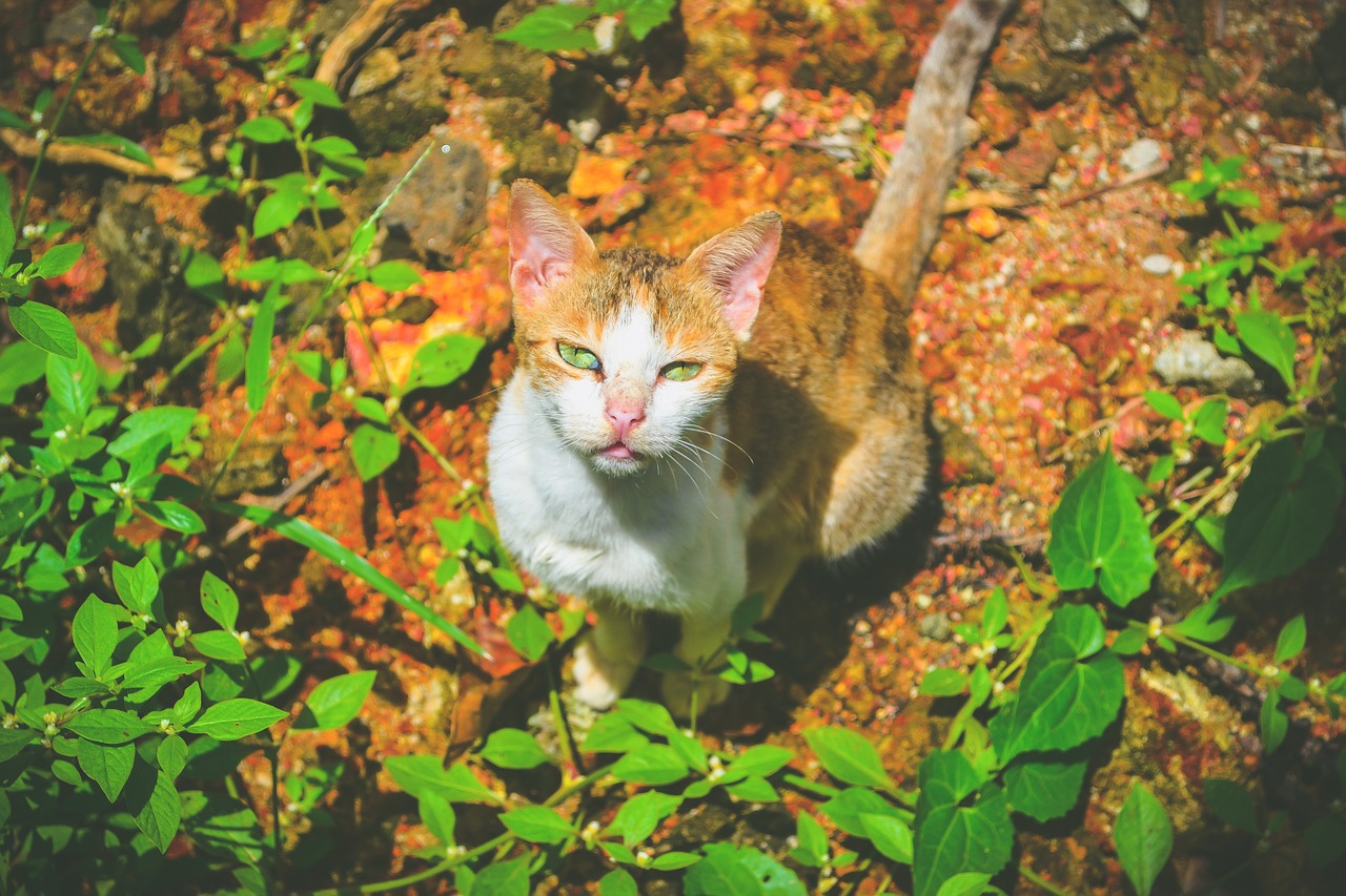 Image - cat pet nature green red fur