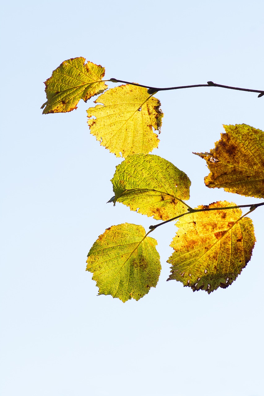 Image - hazel leaves hazel branch