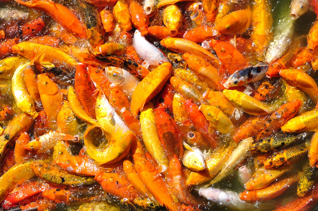 Image - carp fish fish orange carp fishing