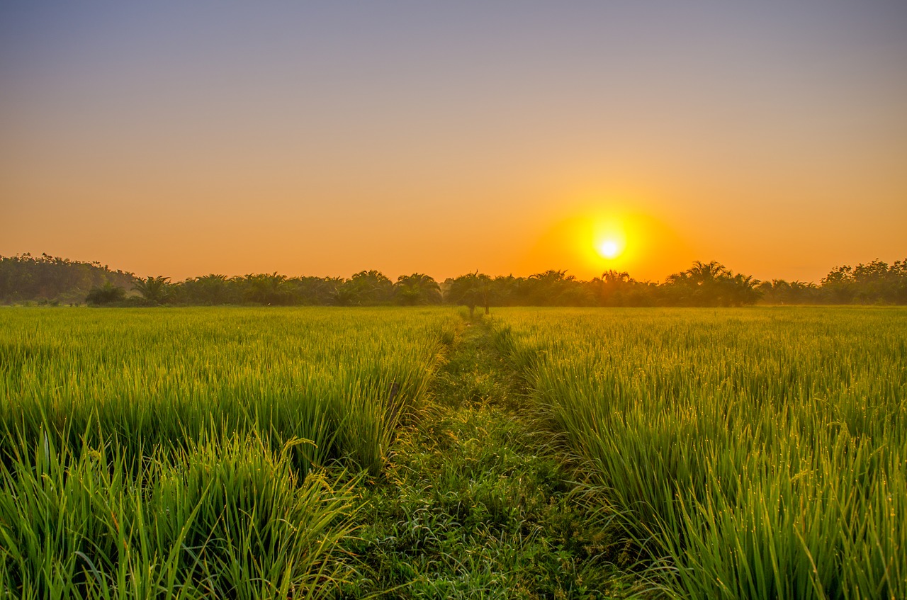 Image - field sunrise green indonesian