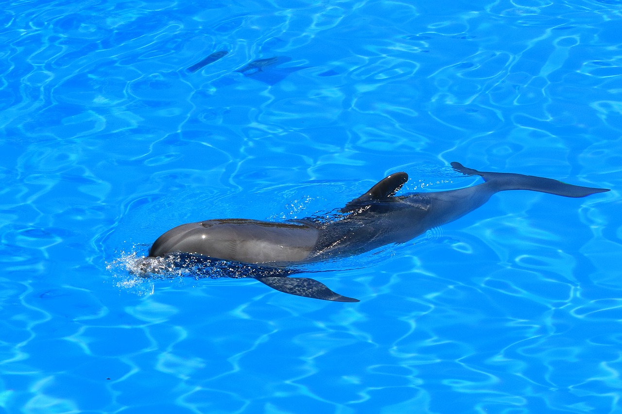 Image - delfin aquarium dolphinarium mammal