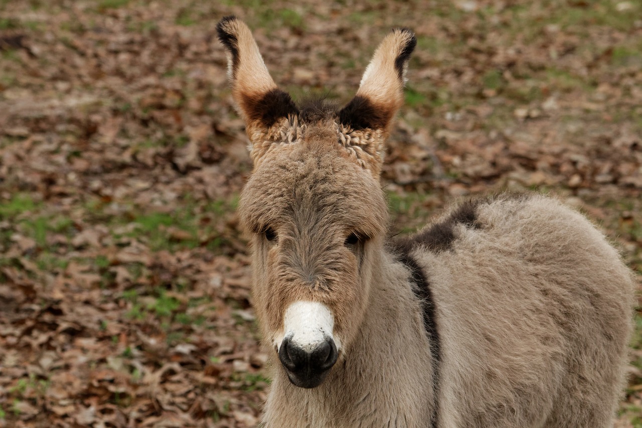 Image - mediterranean donkey donkey baby