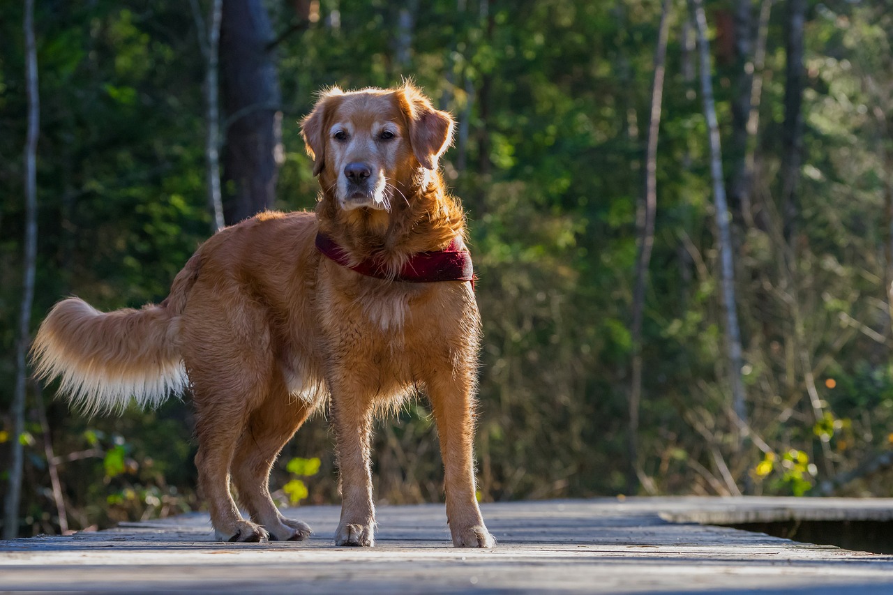 Image - dog animal portrait hundeportrait