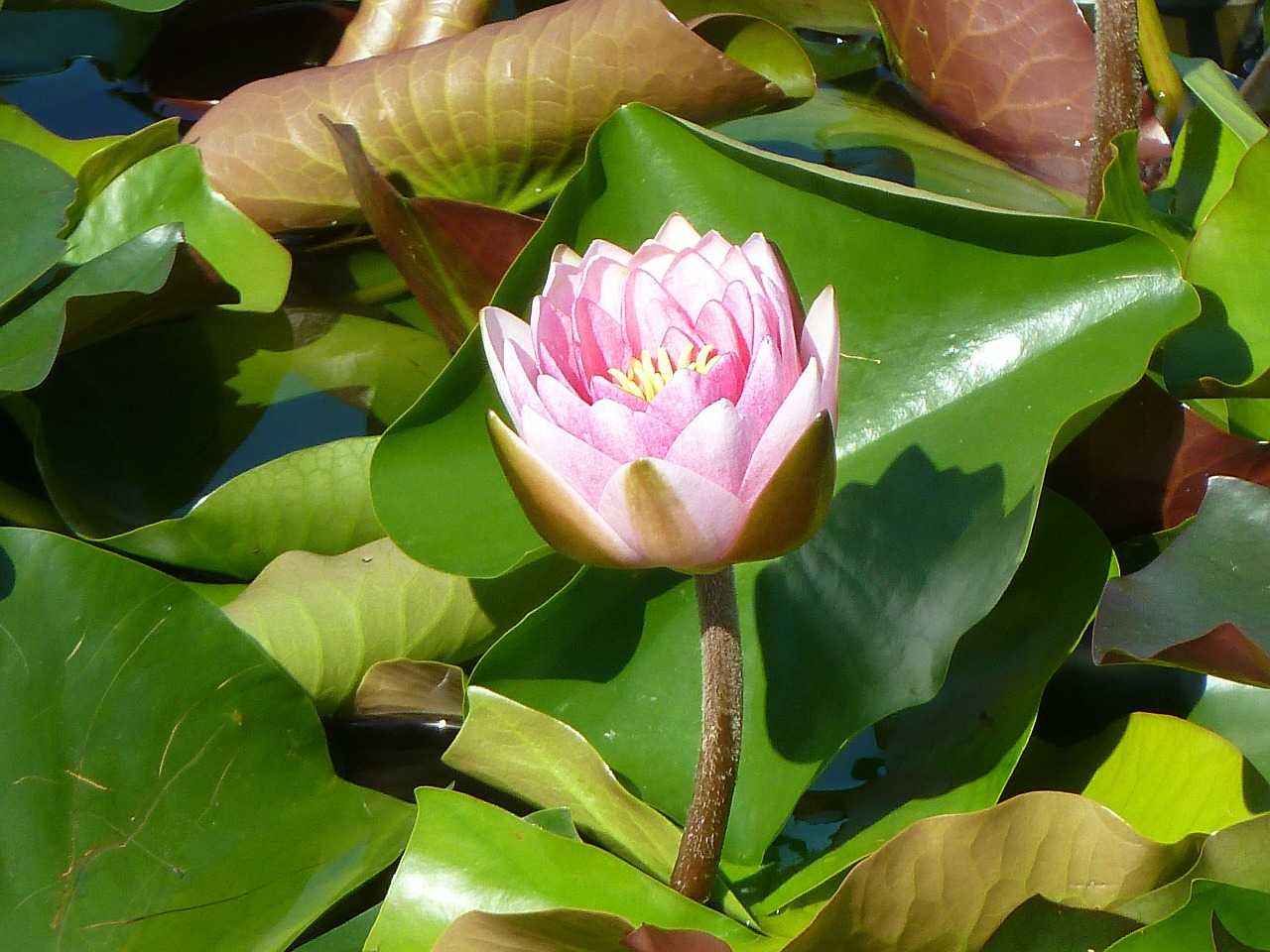 Image - water lily pink blossom bloom