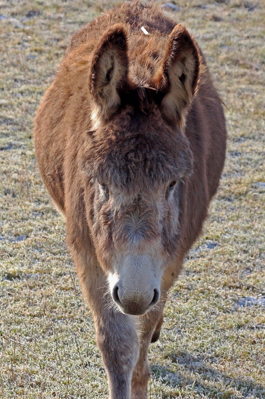 Image - donkey muli animal mule