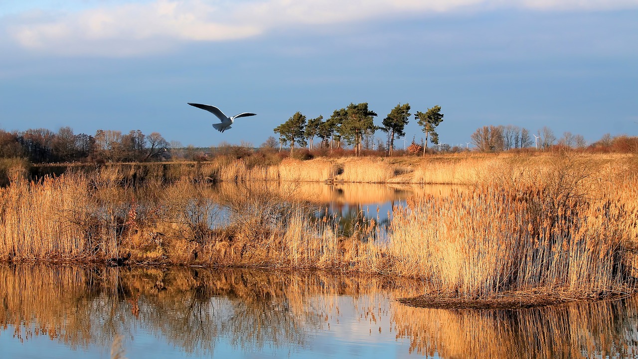 Image - landscape winter sunny day lake