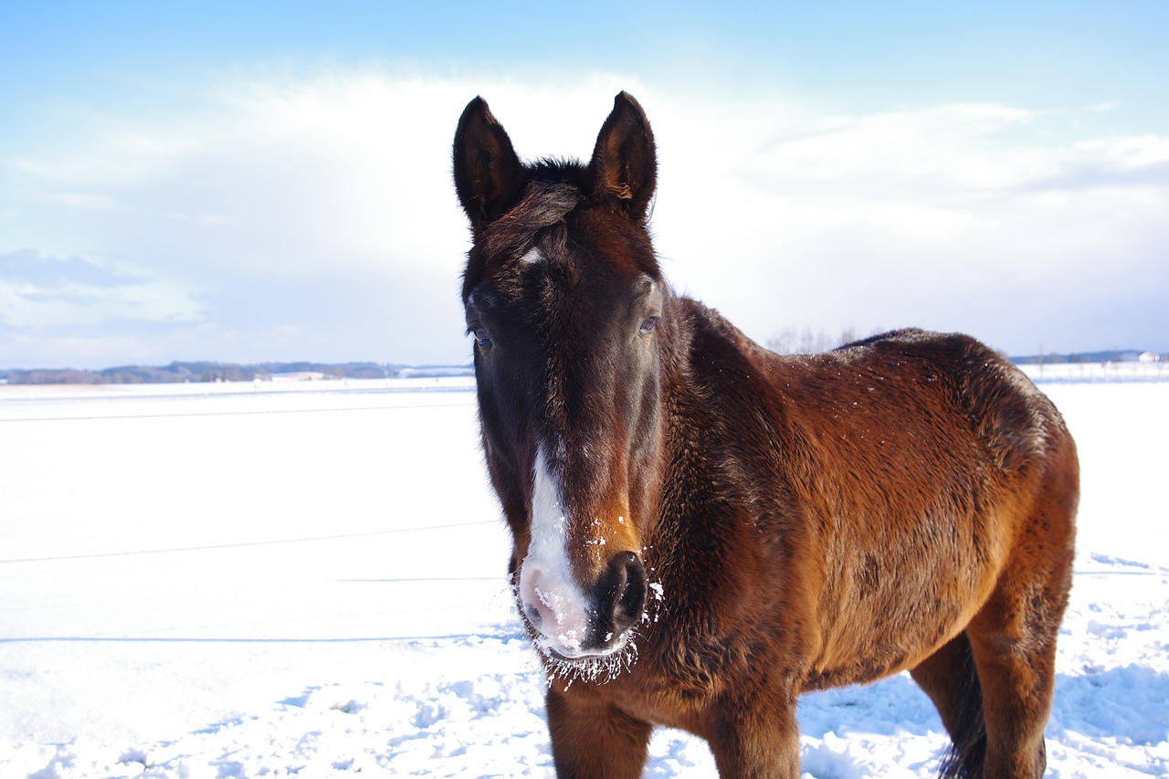 Image - horse winter snow horse head