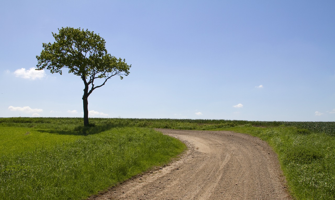 Image - wood road natural blue sky