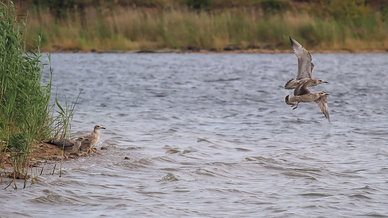 Image - landscape lake gulls departure