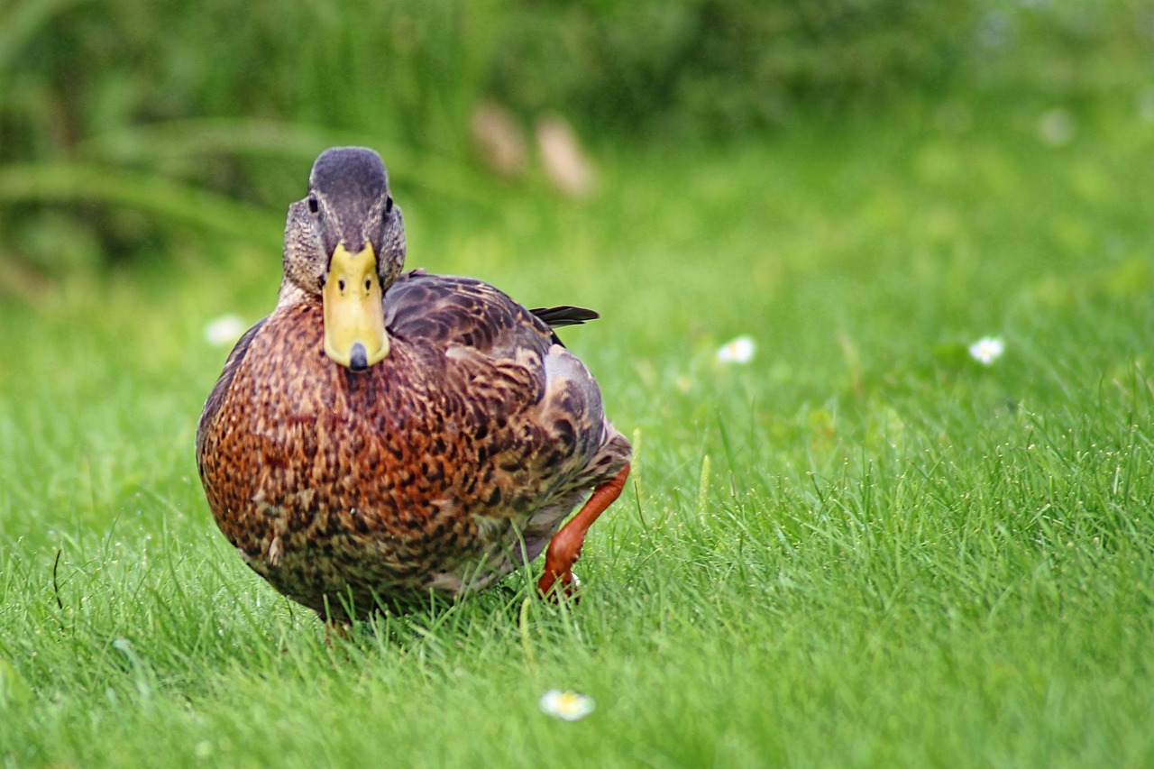 Image - duck mallard meadow water bird