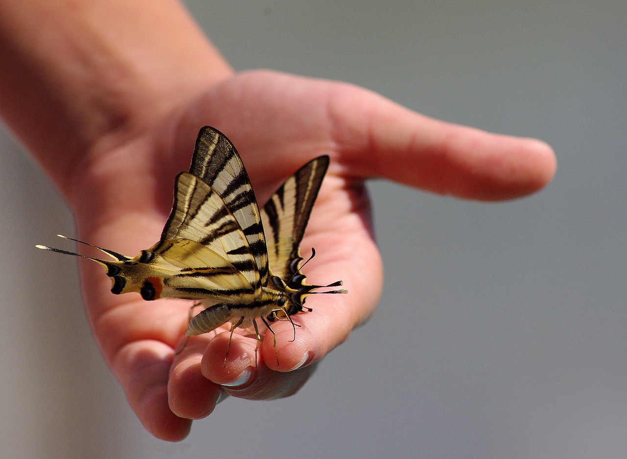 Image - butterflies animals hand wings