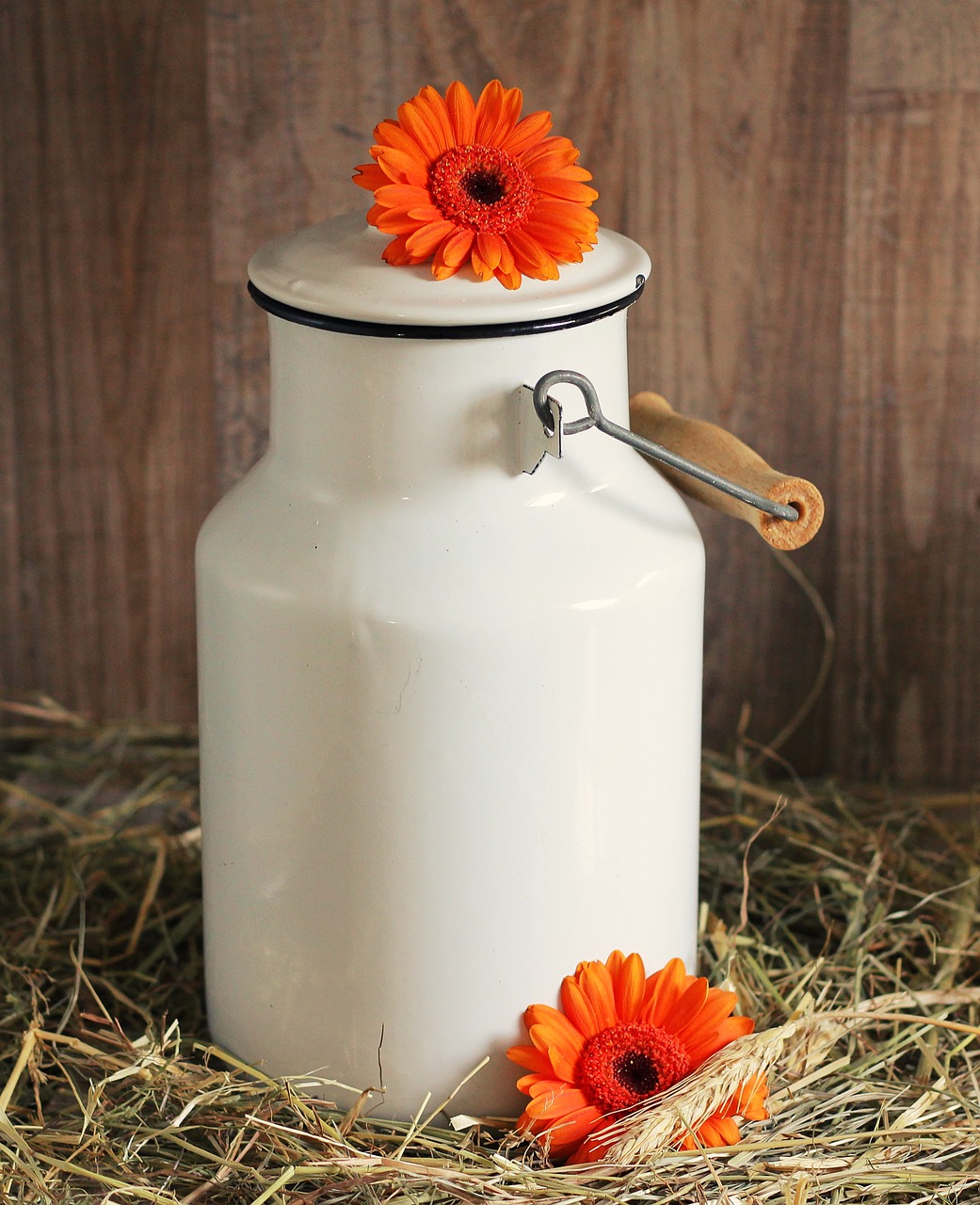 Image - milk can gerbera flowers white