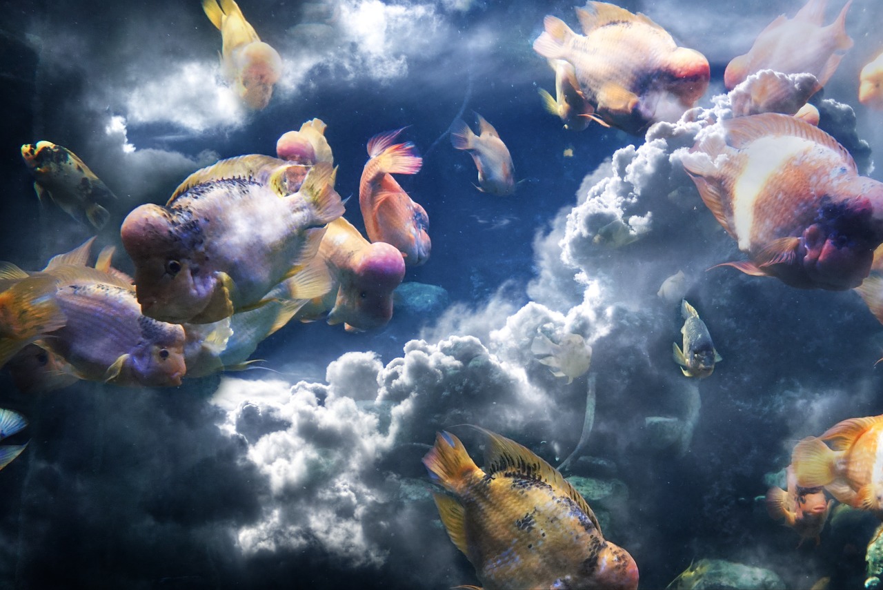 Image - fish clouds composition sea sky