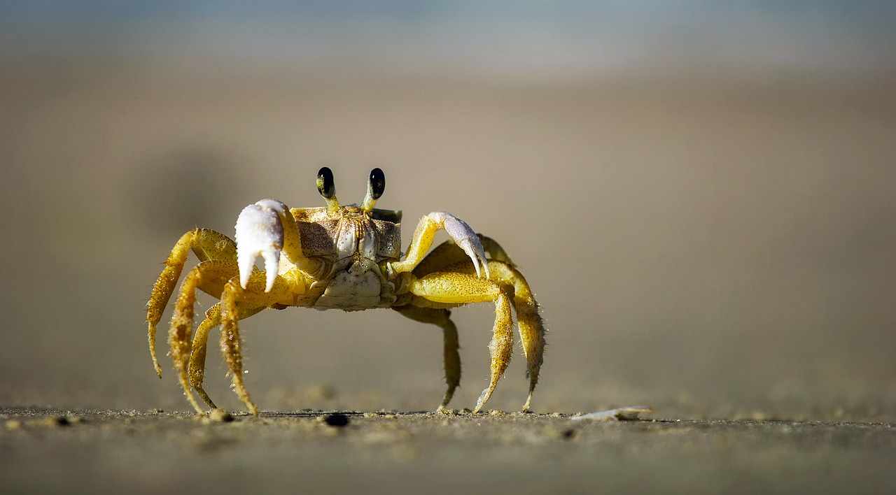 Image - crab beach sand macro closeup