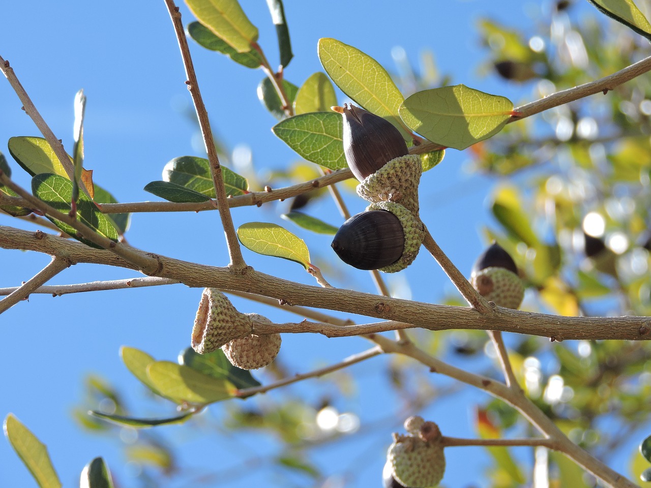 Image - acorn leaves fall tree trees leaf