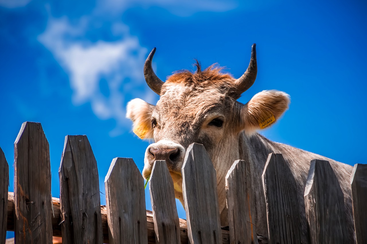 Image - cow animal livestock fence wooden
