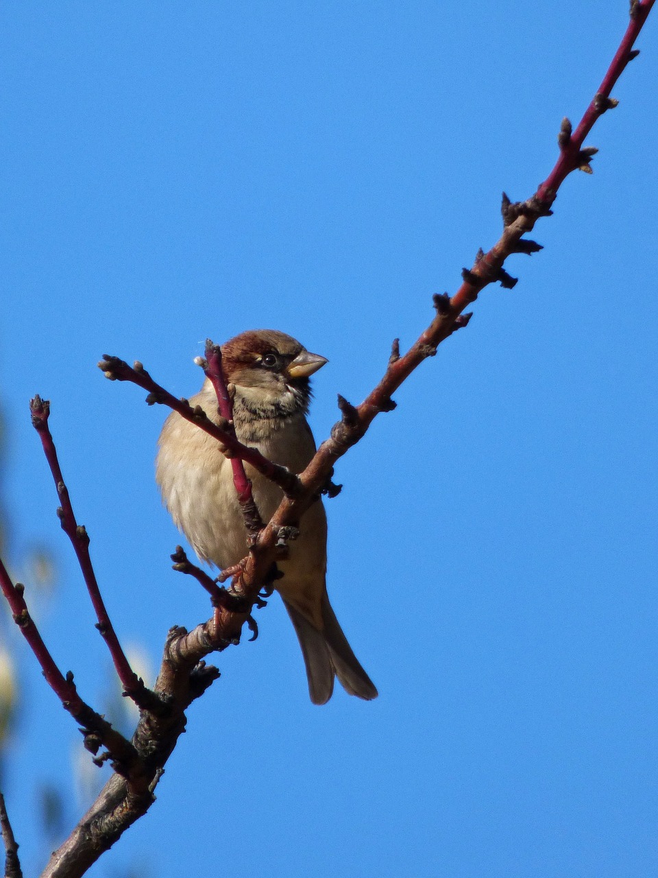 Image - sparrow branch almond tree winter