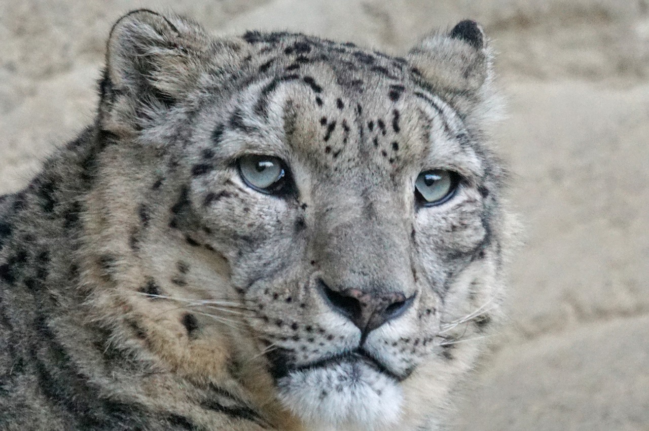 Image - snow leopard irbis männllch